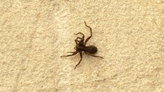 Alopecosa pulverulenta