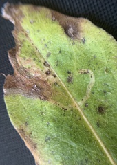 Phytomyza syngenesiae group