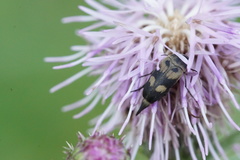 Variimorda villosa