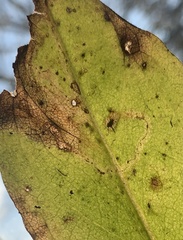 Phytomyza syngenesiae group