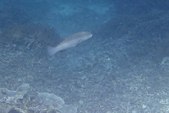 Plectropomus areolatus