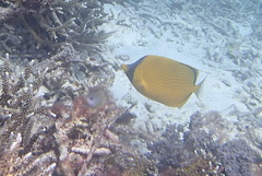 Chaetodon semeion