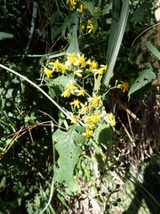 Senecio scandens incisus