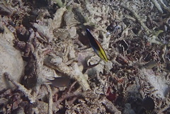 Labroides pectoralis