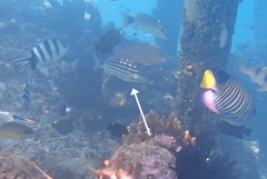 Lutjanus decussatus