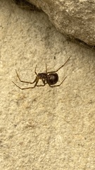 Steatoda triangulosa