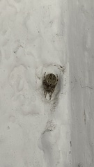 Larinioides cornutus