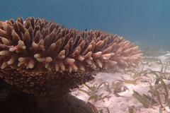 Acropora millepora