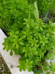 Galium