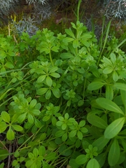Galium