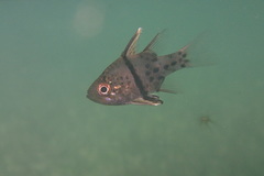 Sphaeramia orbicularis