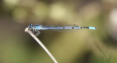 Enallagma semicirculare