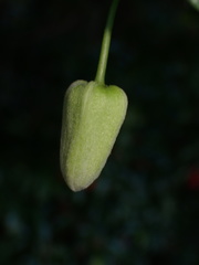 Clematis morii