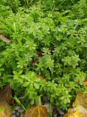 Galium