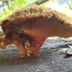 Lentinus stuppeus
