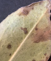 Phytomyza syngenesiae group