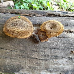 Lentinus stuppeus