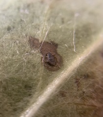 Phytomyza syngenesiae group