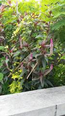 Celosia spicata