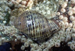 Acanthinucella punctulata