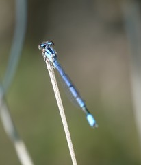 Enallagma semicirculare