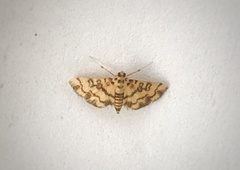 Glycythyma chrysorycta
