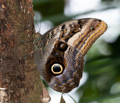 Caligo oileus
