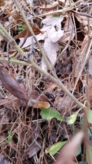 Solidago hispida hispida