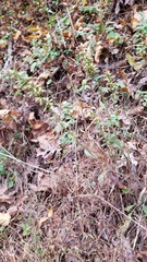 Solidago hispida hispida
