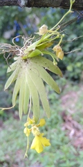 Erycina