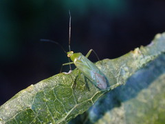 Lygocoris