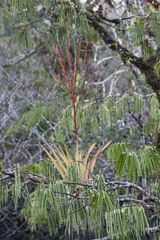 Tillandsia adpressiflora