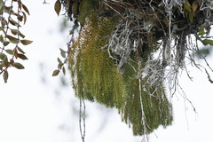 Phlegmariurus dichotomus