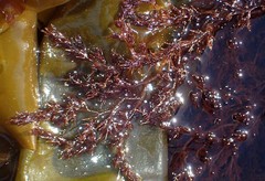 Odonthalia floccosa