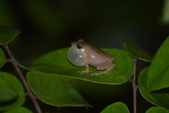 Pseudophilautus popularis