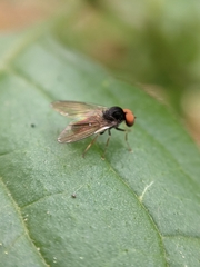 Protoclythia modesta