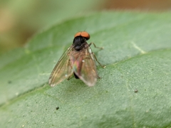 Protoclythia modesta