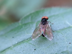 Protoclythia modesta