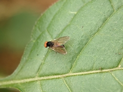 Protoclythia modesta