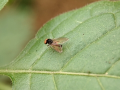 Protoclythia modesta