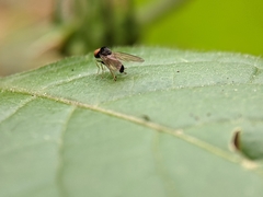 Protoclythia modesta