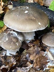 Clitocybe nebularis