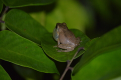 Pseudophilautus popularis