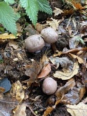 Clitocybe nebularis