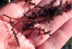 Odonthalia floccosa
