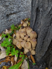 Coprinellus micaceus