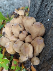 Coprinellus micaceus