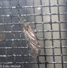 Sylvicola fenestralis
