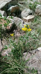 Thermopsis divaricarpa