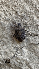 Halyomorpha halys